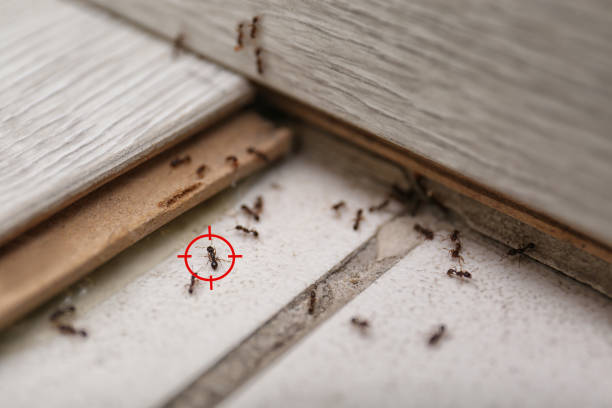 Best Pest Inspection Near Me  in South Bloomfield, OH