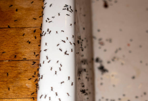 Best Ant Control Services  in South Bloomfield, OH