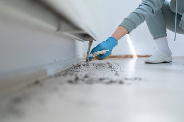 Best Mosquito Control Services  in South Bloomfield, OH